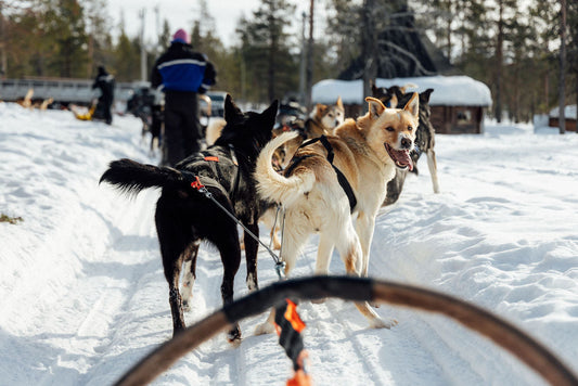 Husky Tour with Northern Lights Village